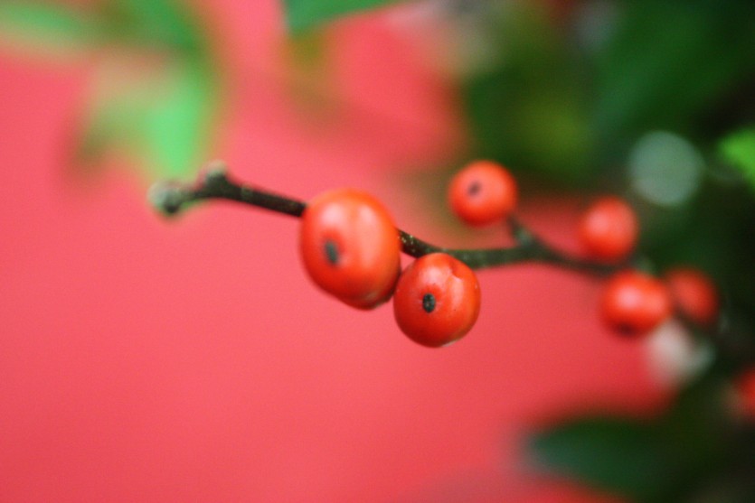 1116_1454417526_8.jpg
